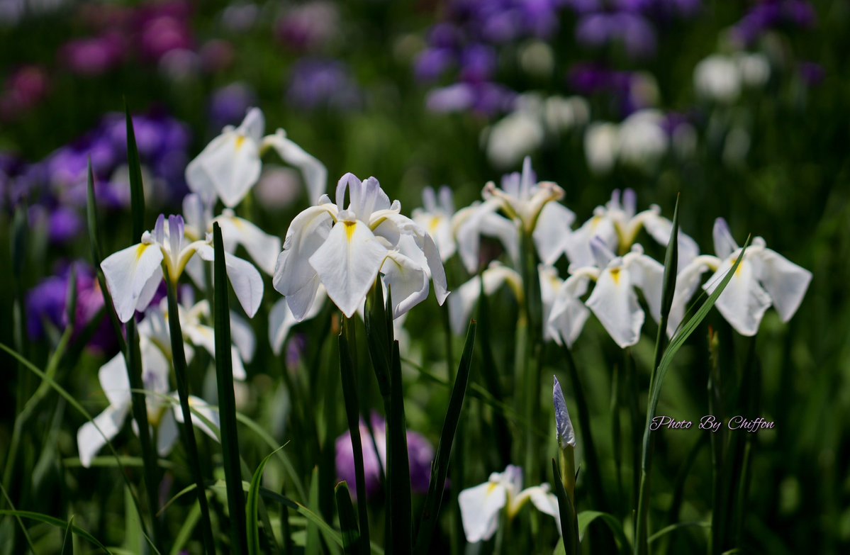 Chiffon_cake556's tweet image. 🐔🫛

・菖蒲園 𖤥𖥧𓂃爪紅(長井系)❀ 白色地に
　筋入り、薄赤紫色の絞りが入る
・湖畔𓂃🦢「ｺﾌﾞﾊｸﾁｮｳ」
　くちばしの基部に黒いｺﾌﾞ状があり、
　　くちばしはｵﾚﾝｼﾞ色
・「ｺﾌﾞﾊｸﾁｮｳのヒナ」𓂃🐤🐤
・花菖蒲🪻…ｱﾔﾒ科 ｱﾔﾒ属 多年草

良い一日になりますように…🍧