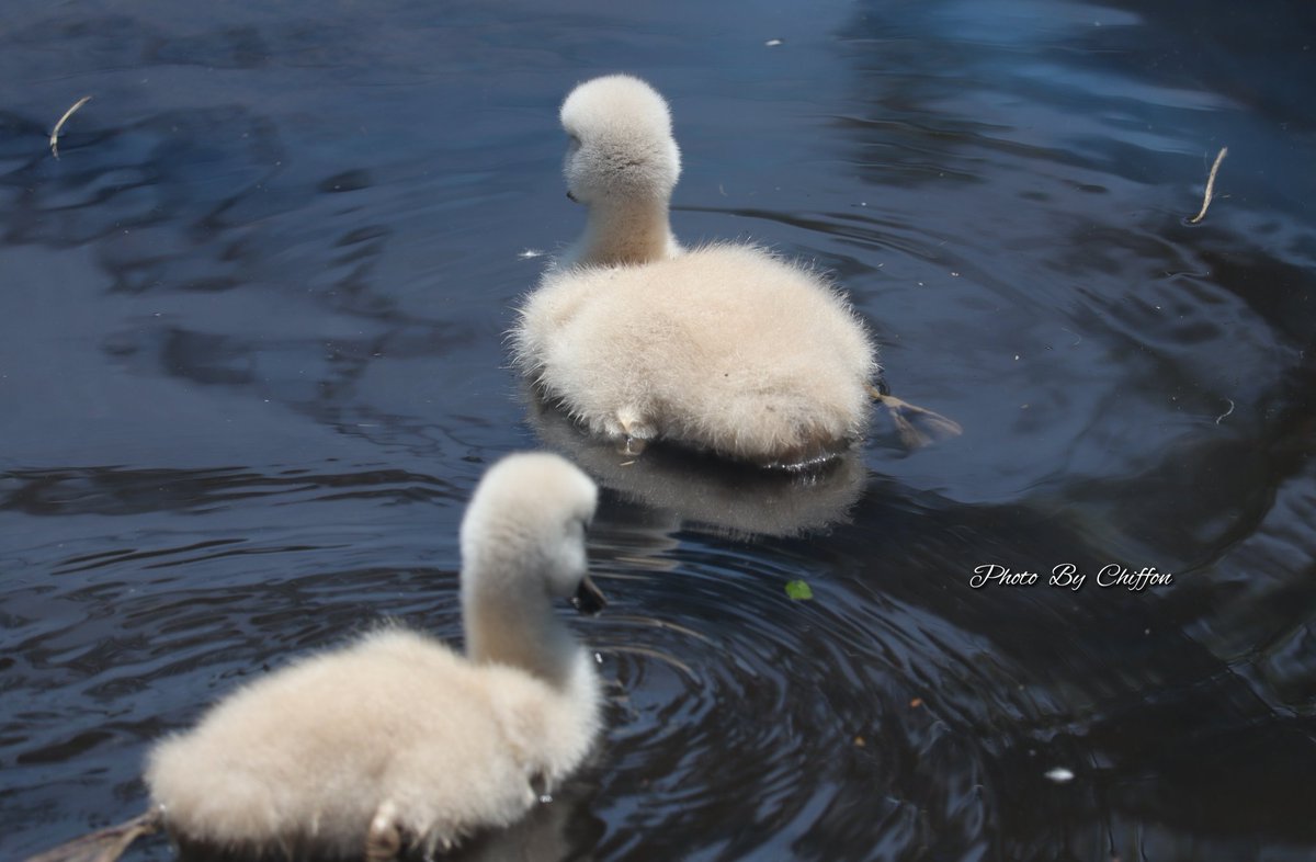 Chiffon_cake556's tweet image. 🐔🫛

・菖蒲園 𖤥𖥧𓂃爪紅(長井系)❀ 白色地に
　筋入り、薄赤紫色の絞りが入る
・湖畔𓂃🦢「ｺﾌﾞﾊｸﾁｮｳ」
　くちばしの基部に黒いｺﾌﾞ状があり、
　　くちばしはｵﾚﾝｼﾞ色
・「ｺﾌﾞﾊｸﾁｮｳのヒナ」𓂃🐤🐤
・花菖蒲🪻…ｱﾔﾒ科 ｱﾔﾒ属 多年草

良い一日になりますように…🍧