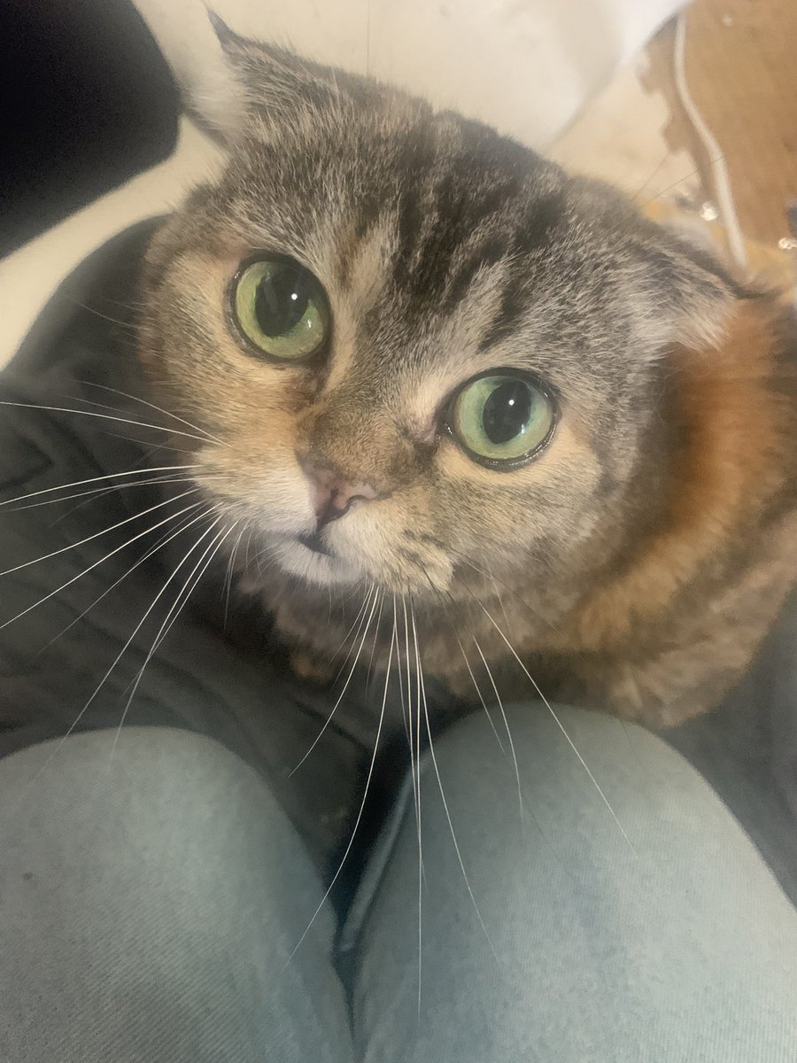 おはようのにゃん( ΦωΦ )
ごはん食べるの?って聞いたら2枚目のキラキラ目✨ 