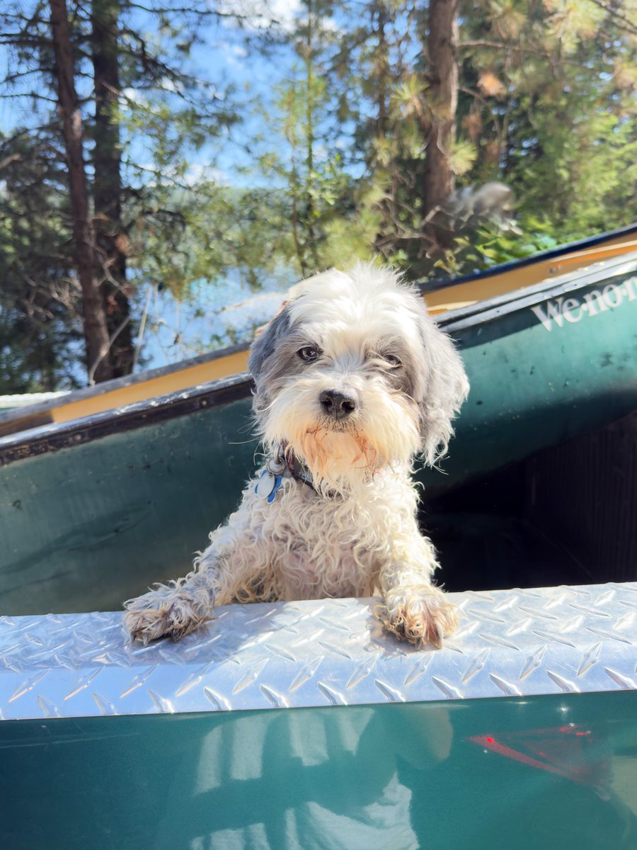 I am 12 years old. Some people say I look good for my age, what do you think? #dogsoftwitter