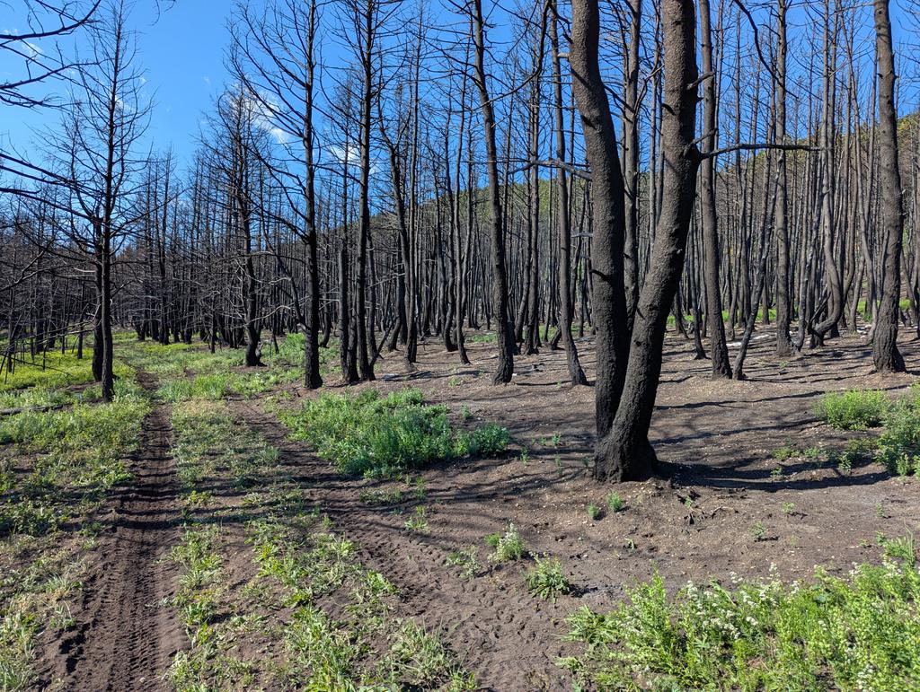 CLAYTONKAISER4's tweet image. Trailed cows through this area, it had a fire burn through last year. The soot kicked up by the cattle made it hard to breath