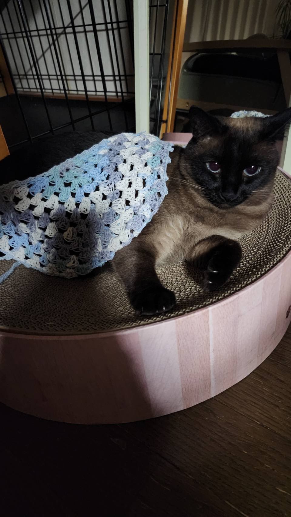 chat siamois (@poruka195) / X