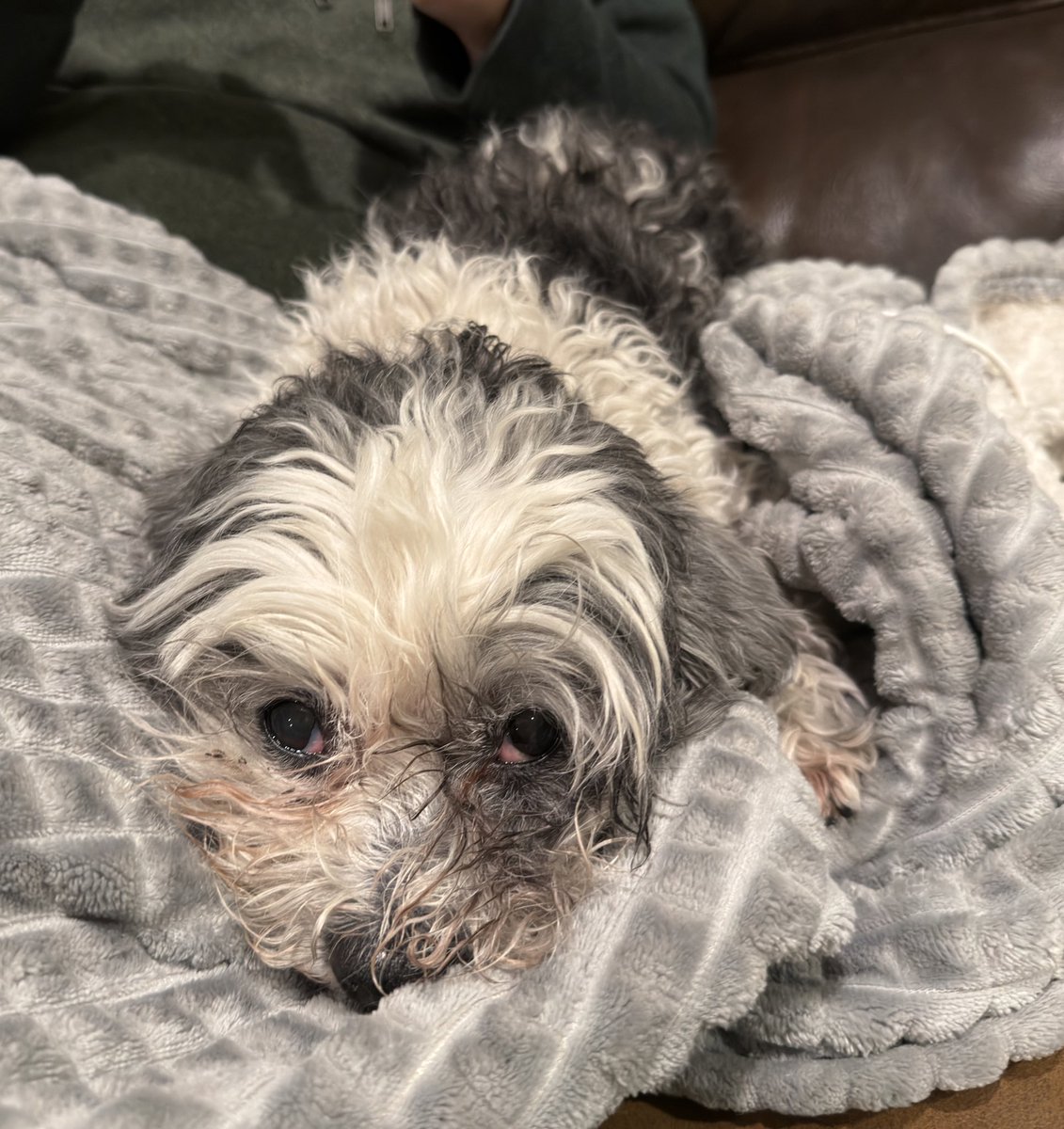 I am sad, it is my birthday today and nobody has wished me 😞 I am 12 years old #dogsoftwitter
