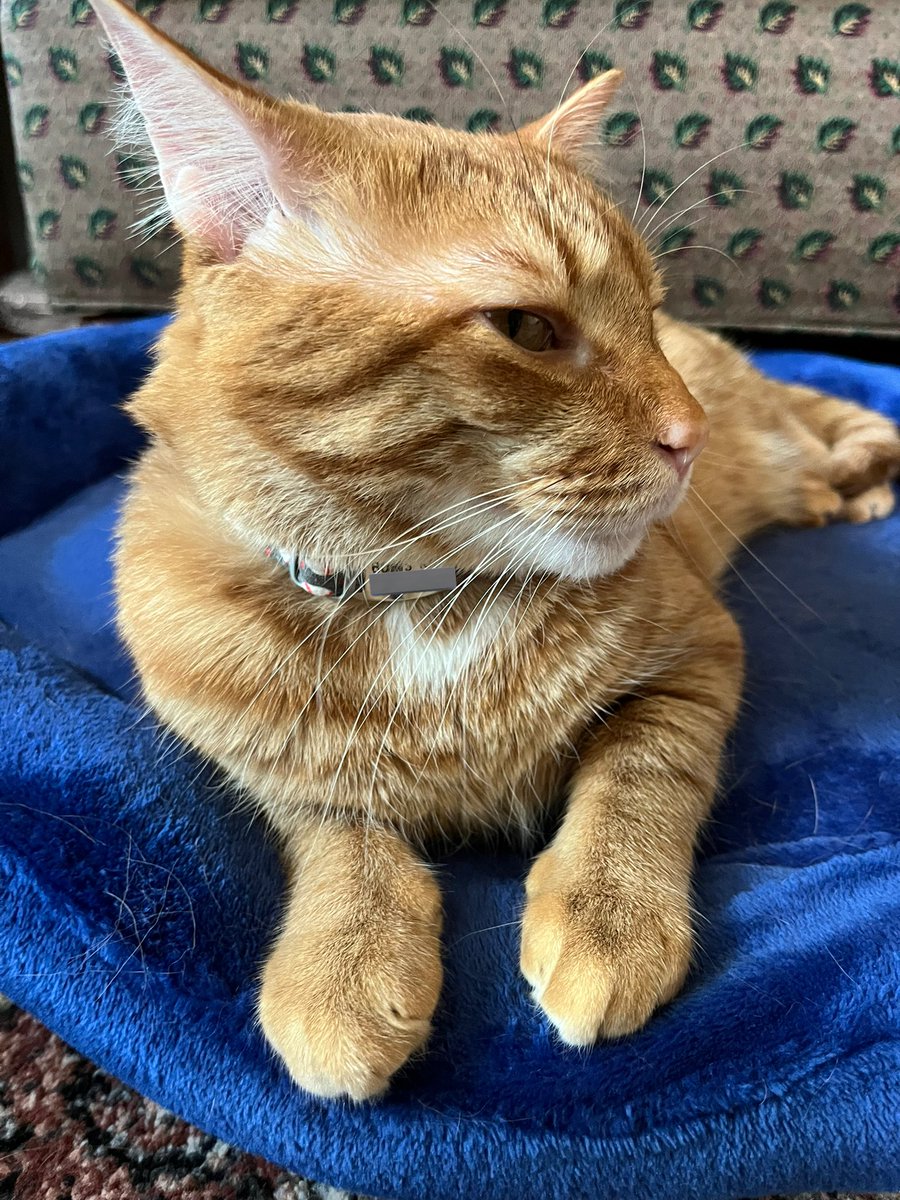 9mmChallahPoint's tweet photo. じ----

#ねこのいる暮らし  #猫　#トラ猫 https://t.co/GBkEnBimut