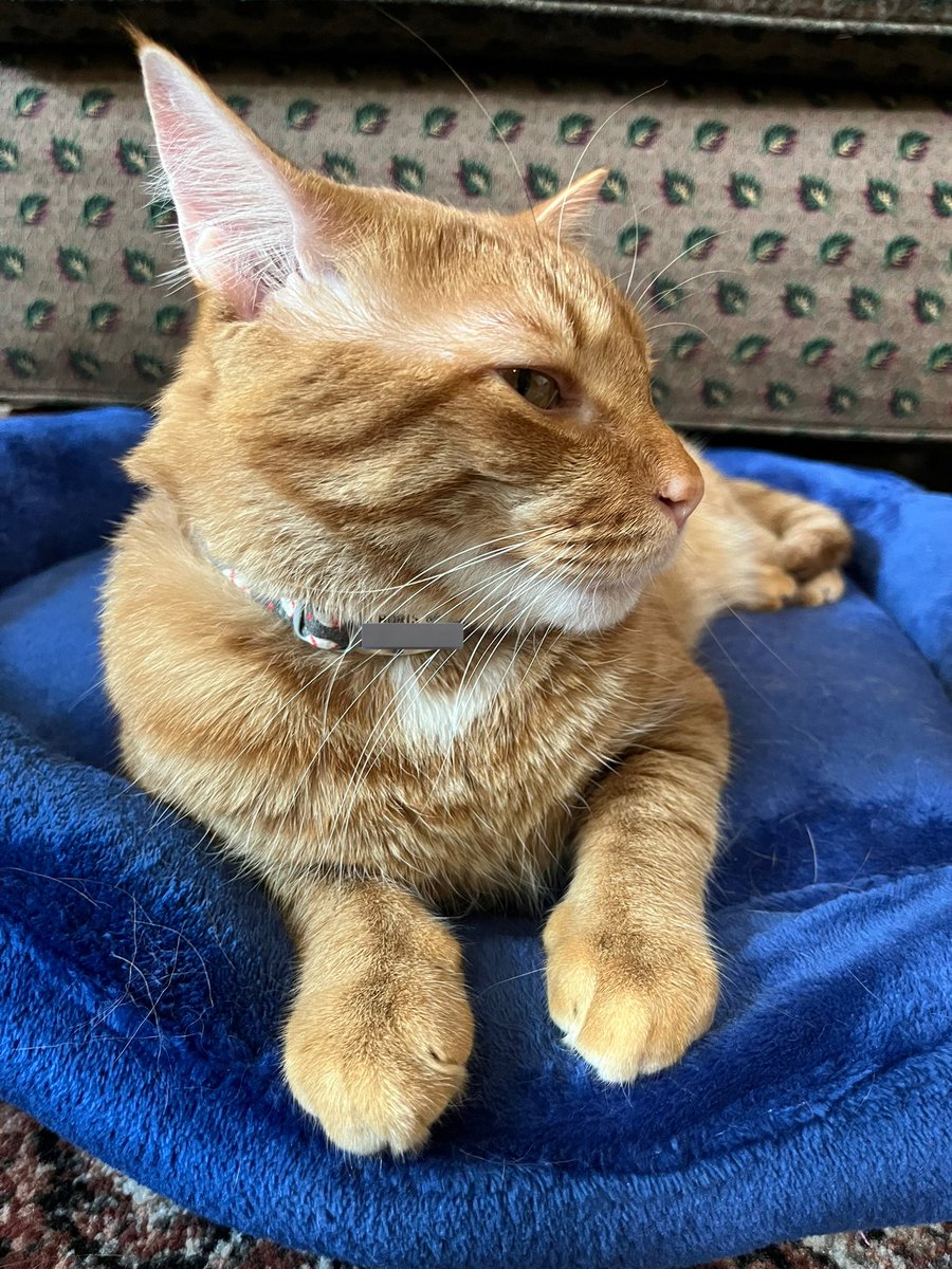 9mmChallahPoint's tweet photo. じ----

#ねこのいる暮らし  #猫　#トラ猫 https://t.co/GBkEnBimut