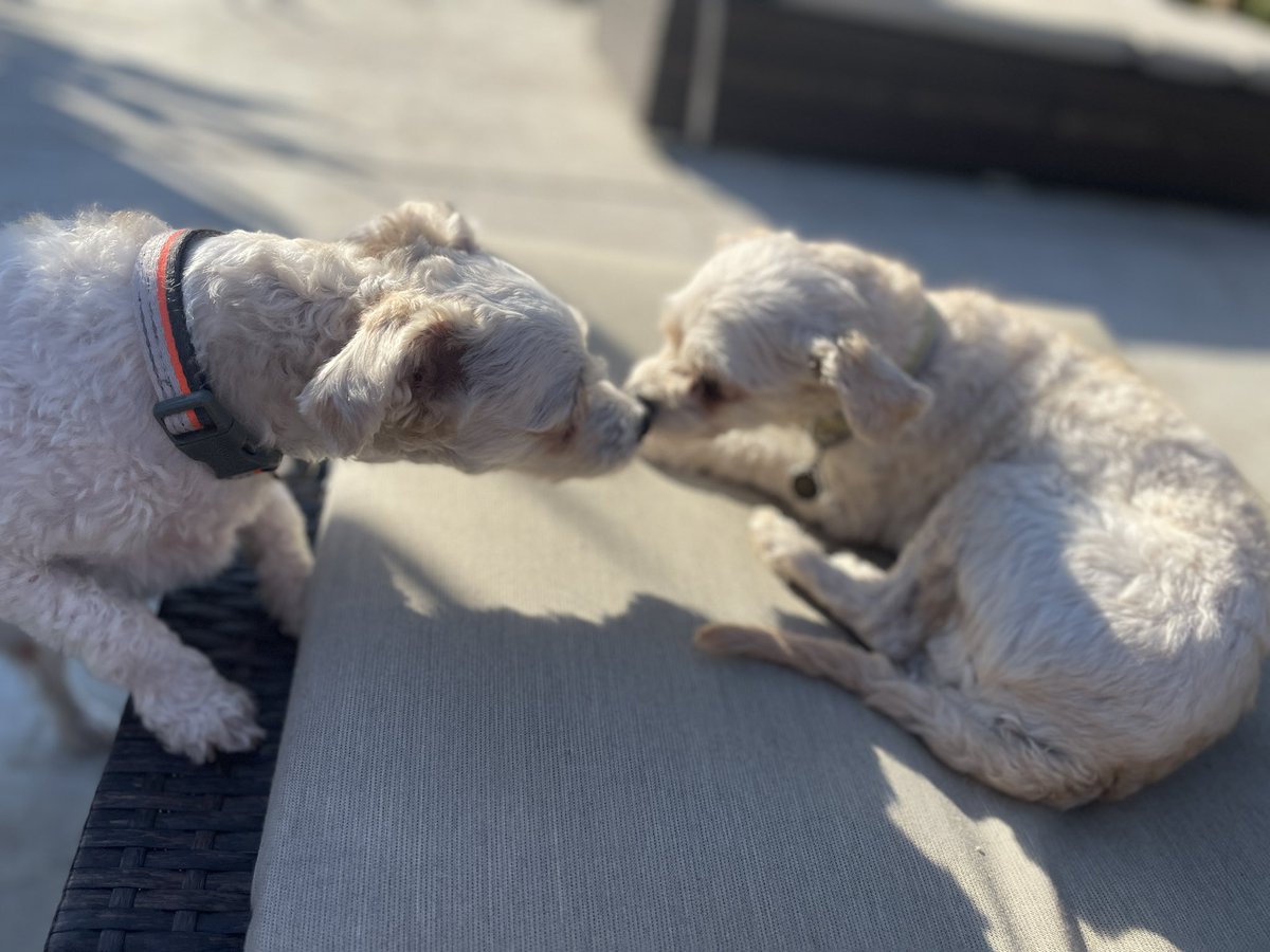 running_guy's tweet image. For first time in what feels like forever, my ex-wife did something so super special for me, sharing a photo of my puppies 🐶 🐶 loving on each other. So special! Miss them a ton.
(Tonic on left, Gin on right)