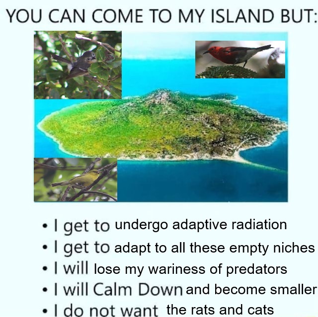 Steven 🇮🇩 🇺🇸 🍉(neontetraploid on IG) (@neontetraploid) on Twitter photo 