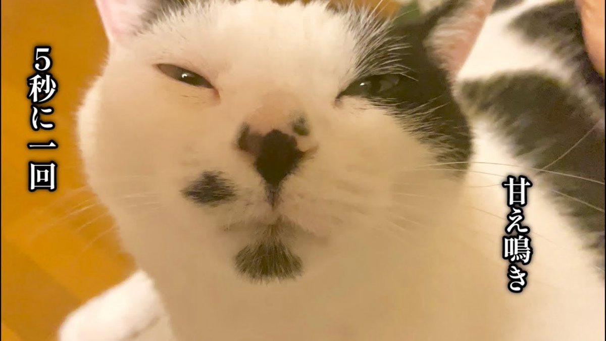 umedesukedomo's tweet image. 寝る前は毎晩赤ちゃんみたいに甘える猫がこちら…
youtu.be/ucpO4qoJV1s