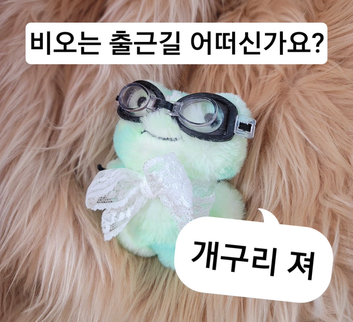 집사 비오는 출근길 힘내구리🐸