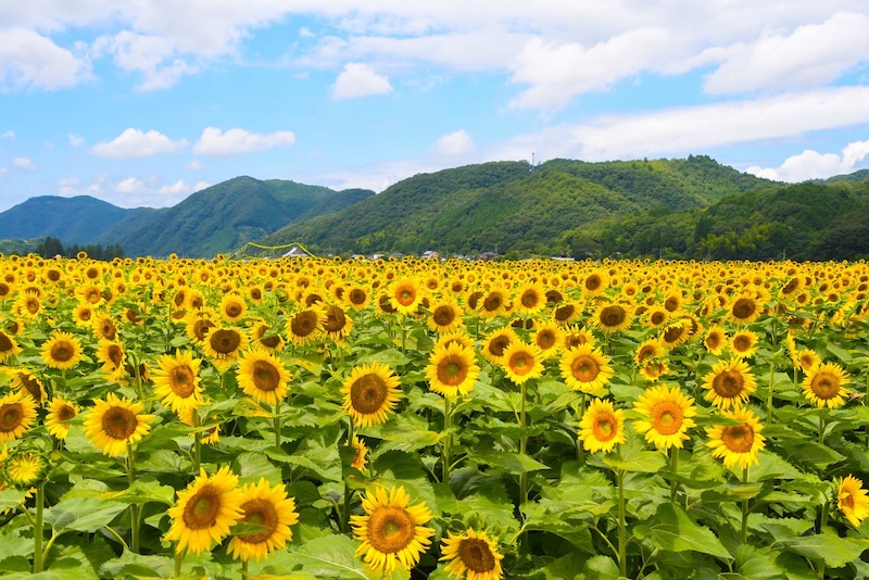Risvelcom's tweet photo. 関西最大級74万本のひまわりが咲く夏の絶景「佐用町南光ひまわり祭り2025」7月19日から開催| Risvel https://t.co/C3aHZqT8MC #ひまわり #夏の花 #非日常の世界へ旅行しよう #旅行 #travel https://t.co/SbSmxhVhWR