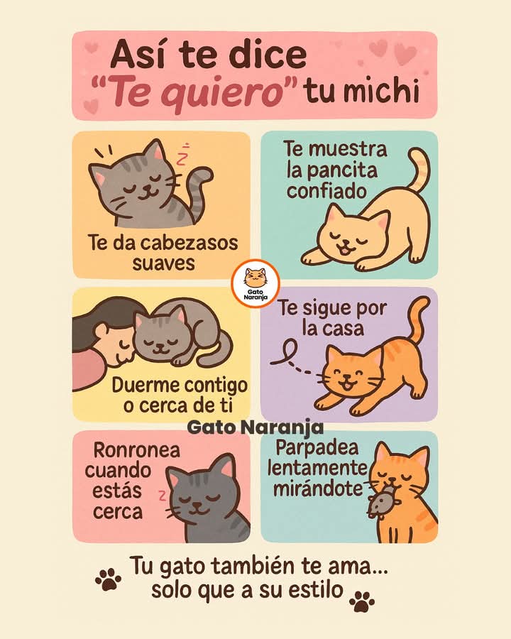 Patrici74225365's tweet photo. 🐈❤🐾 https://t.co/wtUMzWv4TY