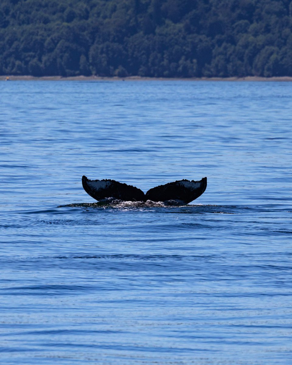 ThePWWA's tweet image. Happy Hump Day! π Another well-known Salish Sea humpback, BCX1251 "Orion", has returned for the season. Enjoy these pics from the crew at @FRSClipper.