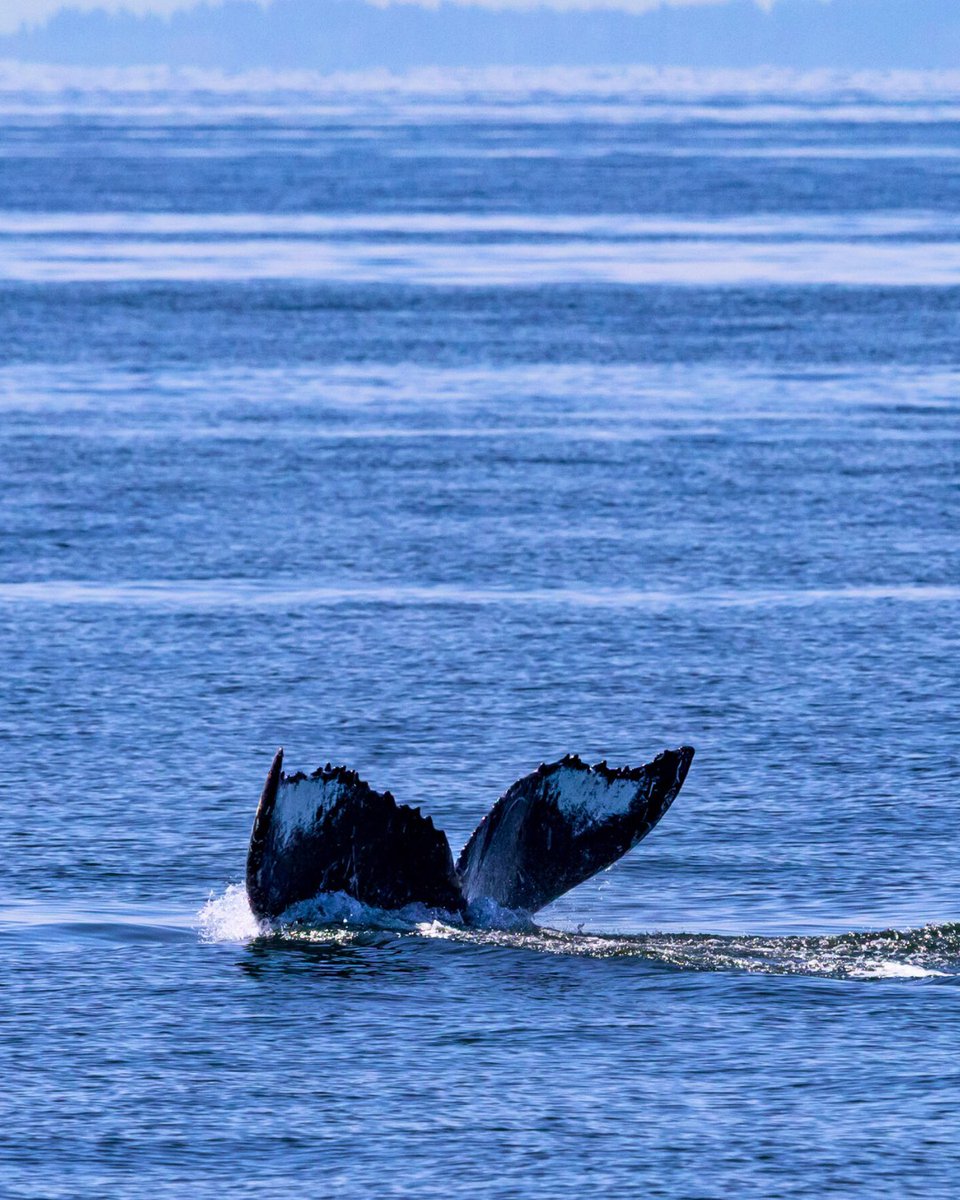 ThePWWA's tweet image. Happy Hump Day! π Another well-known Salish Sea humpback, BCX1251 "Orion", has returned for the season. Enjoy these pics from the crew at @FRSClipper.