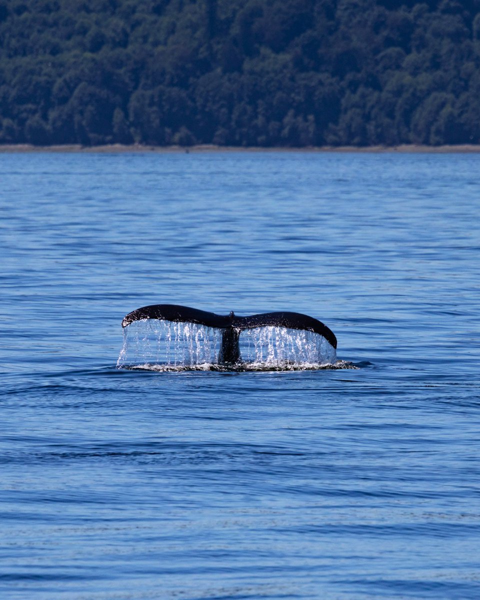 ThePWWA's tweet image. Happy Hump Day! π Another well-known Salish Sea humpback, BCX1251 "Orion", has returned for the season. Enjoy these pics from the crew at @FRSClipper.