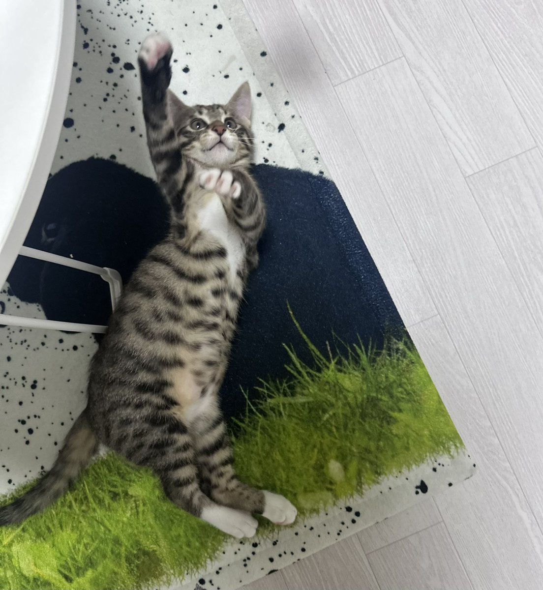 새벽에 변기로 다이빙해서 또다시 냥빨당한 고양이??

하잇