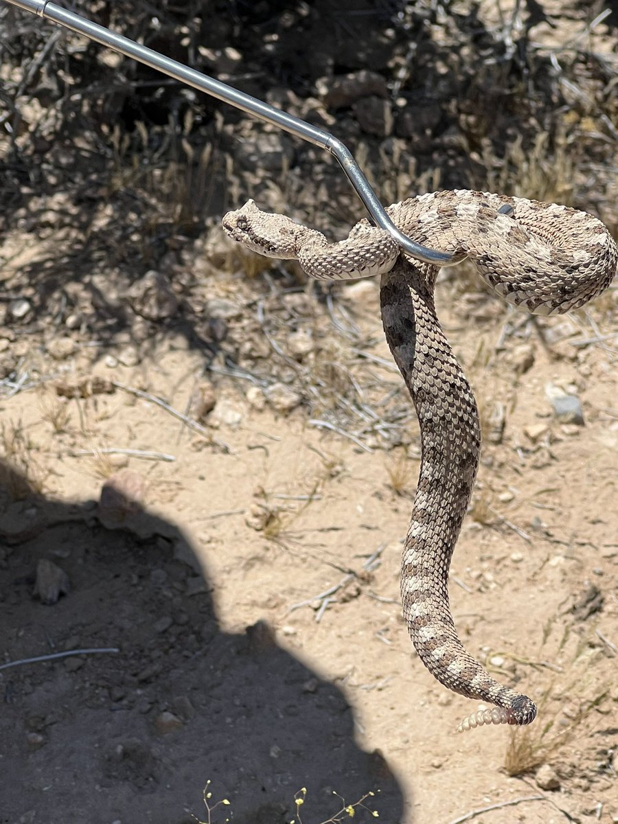 SNEIBiological's tweet photo. Happy World Snake Day! Here at SNEI, we work with — and around — many amazing desert species, including the sidewinder rattlesnake. Understanding native wildlife like the sidewinder is essential to responsible development and environmental compliance across the Mojave! https://t.co/Wh9JNdkCBf