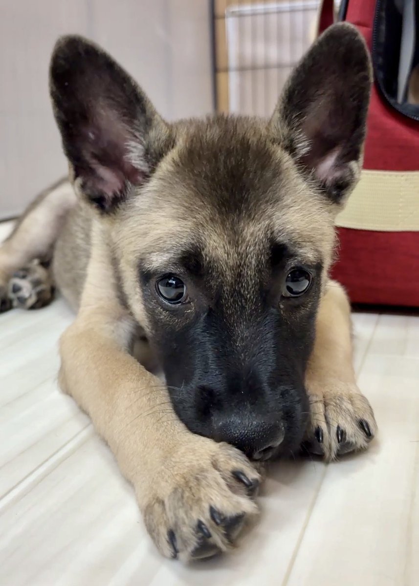 【人馴れ抜群❣️引き渡し日からお膝に乗ってくれるのに応募ゼロ🚨】

🔴拡散希望、里親さま募集中

誰にも保護されず●処分予定の子犬4匹を保護‼️

・3ヶ月の男の子💖
・パルボ検査、5種ワクチン2回済
・トイレ訓練完璧👌
・お腹駆虫3回、検便2回済
・抗菌シャンプー2回

ぜひ拡散で命を助けて下さい🙇🏻‍♂️