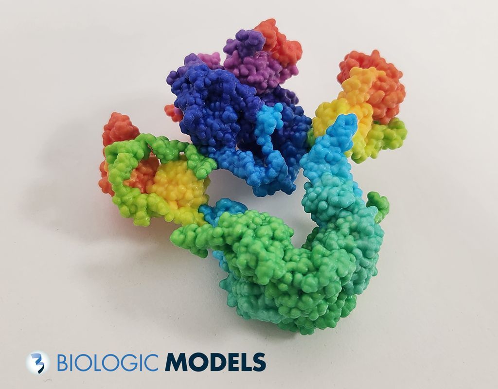 BiologicModels's tweet image. Color coded blue-to-red from N-to-C Terminal, this is a #3DPrint of the LDL receptor-related protein 2 (LRP2), which function in endocytosis and implicated in diseases of the kidney and brain. Submit a 3Dprint request for a custom molecular model at buff.ly/u0ml0cB