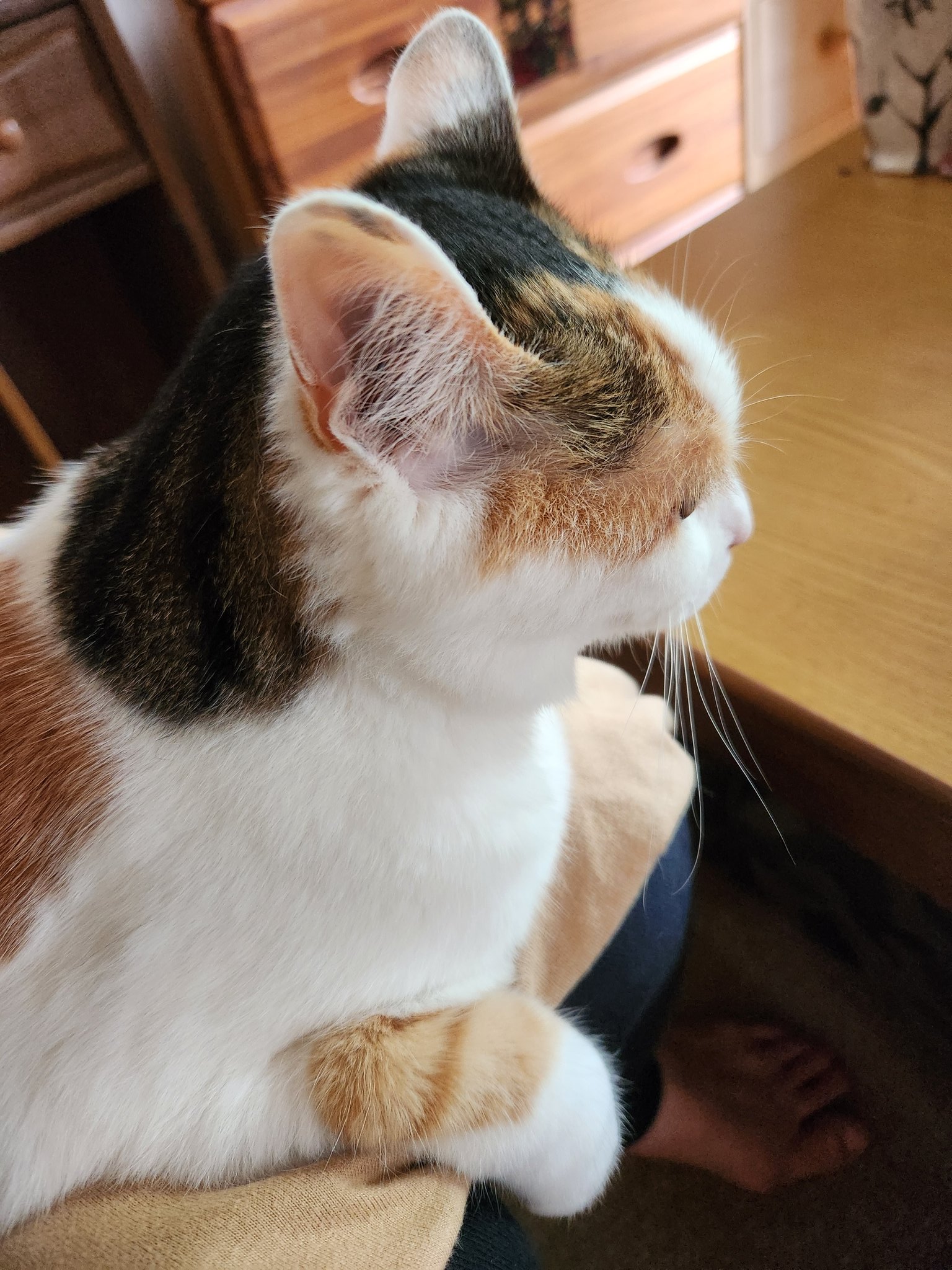 ねこ葉っぱ Instagram video by 𝓯𝓵𝓸𝔀𝓮201603🌺癒やし写真と音楽