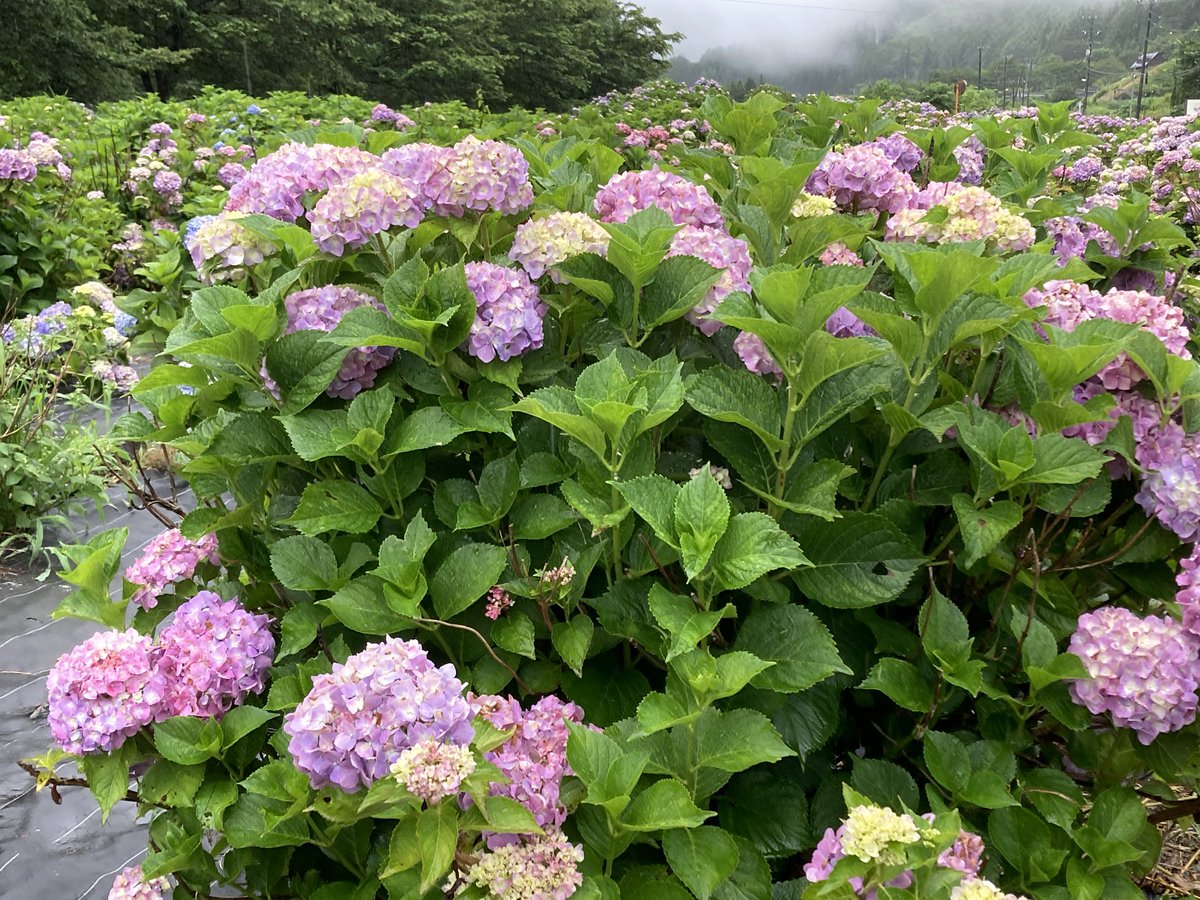 asahivalley's tweet photo. 雨が降っていてただ今の気温25℃です☔️
スキー場入り口のあじさい園が鮮やかになってきました。3連休頃には満開に咲きそうです🪷連休には沢山のご予約をいただいております。若干空きもございますので、お問い合わせ下さい♪

#野俣沢林間キャンプ場
#あさひプライムスキ場ー
 #朝日村
 #あじさい https://t.co/Zn9U7GQeAN