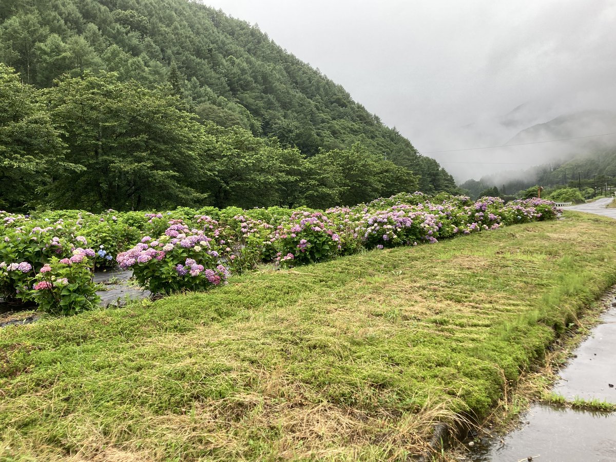 asahivalley's tweet photo. 雨が降っていてただ今の気温25℃です☔️
スキー場入り口のあじさい園が鮮やかになってきました。3連休頃には満開に咲きそうです🪷連休には沢山のご予約をいただいております。若干空きもございますので、お問い合わせ下さい♪

#野俣沢林間キャンプ場
#あさひプライムスキ場ー
 #朝日村
 #あじさい https://t.co/Zn9U7GQeAN