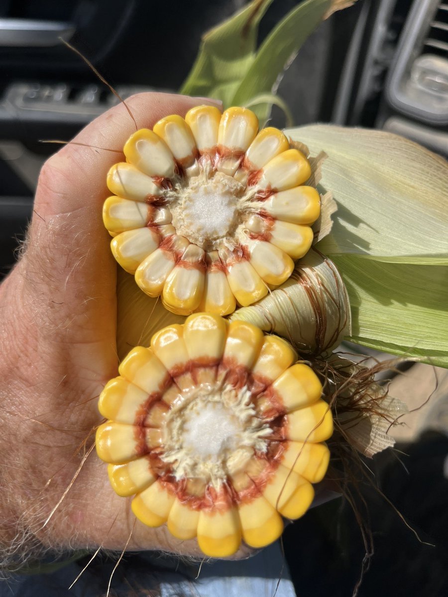 baldpathologist's tweet image. Dent corn fungicide trial applied this afternoon. 13 different treatments (with the check). Some great Curvularia leaf spot already present, and a little southern rust @MississippiCorn @MStateCorn #mscrops