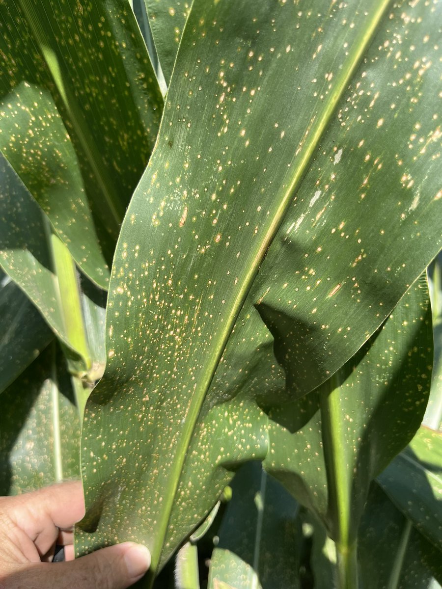 baldpathologist's tweet image. Dent corn fungicide trial applied this afternoon. 13 different treatments (with the check). Some great Curvularia leaf spot already present, and a little southern rust @MississippiCorn @MStateCorn #mscrops
