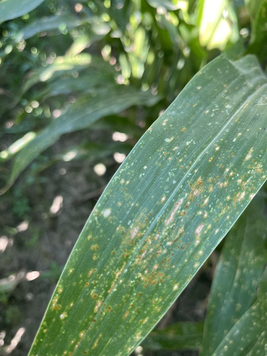 baldpathologist's tweet image. Dent corn fungicide trial applied this afternoon. 13 different treatments (with the check). Some great Curvularia leaf spot already present, and a little southern rust @MississippiCorn @MStateCorn #mscrops