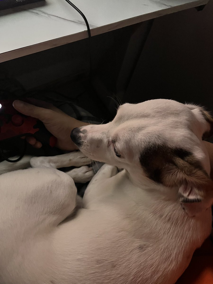 nKirux's tweet image. He used to sit on my lap while I played when he was a baby. A year and change later and he’s still doing it. I love my dog ❤️