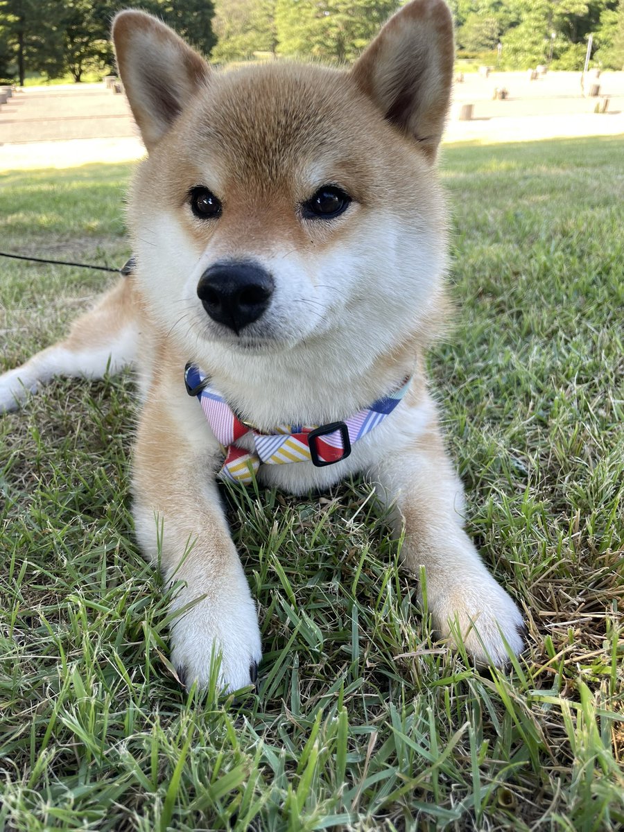 たまーにバブみがにじみ出る4歳児。
#柴犬