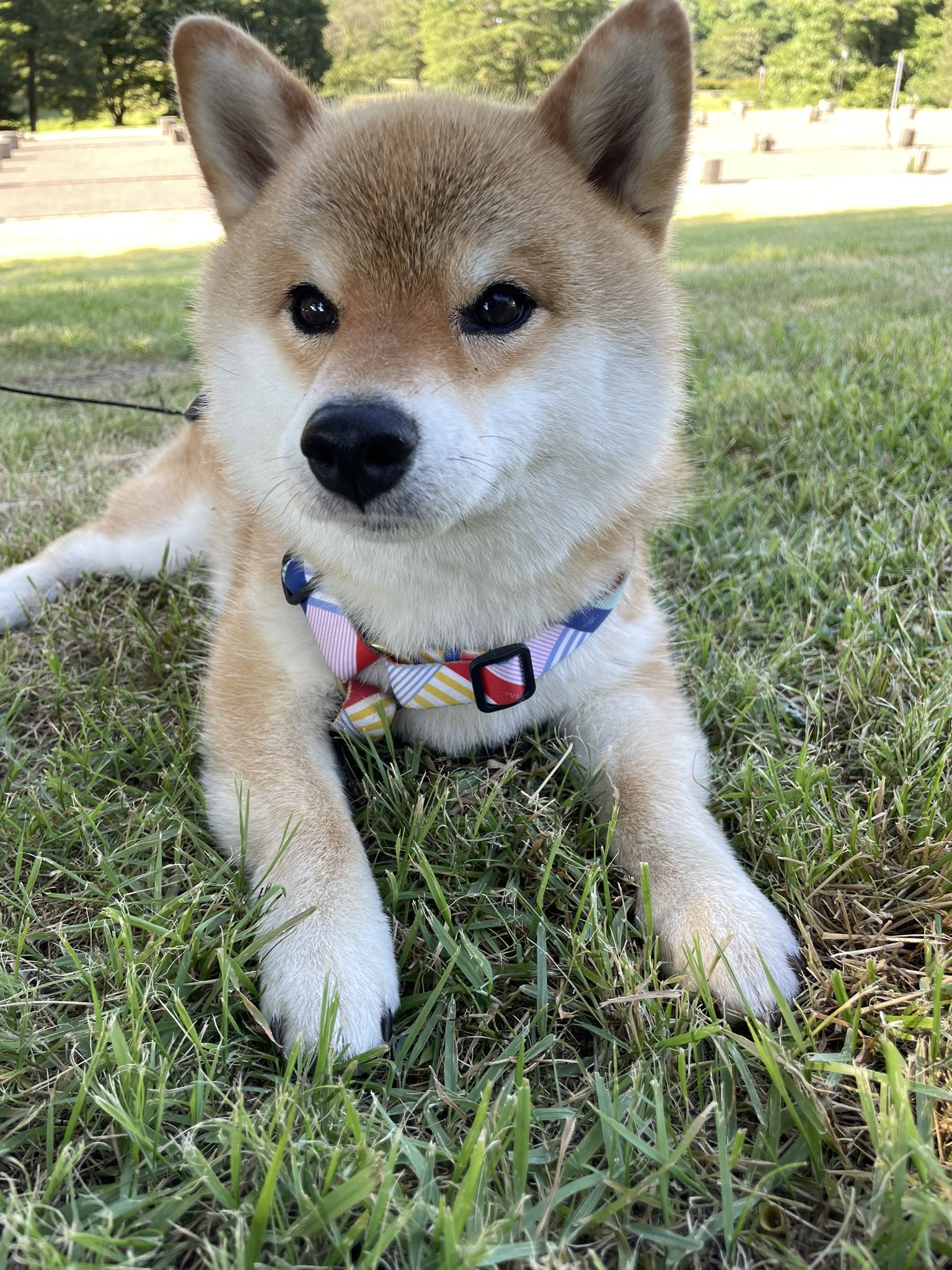 柴犬が好き お行儀良くハイポーズ‼️ ＃柴犬の魅力を発信＃海田犬舎