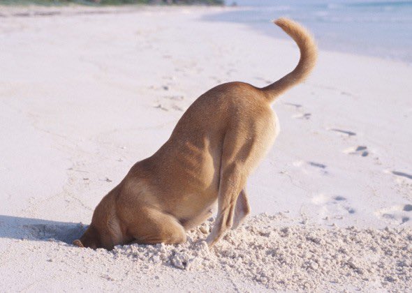 AgathaChocolats's tweet image. In six words or fewer, write a story about this photo.
#sixwordstory #WritingCommunity #dogs