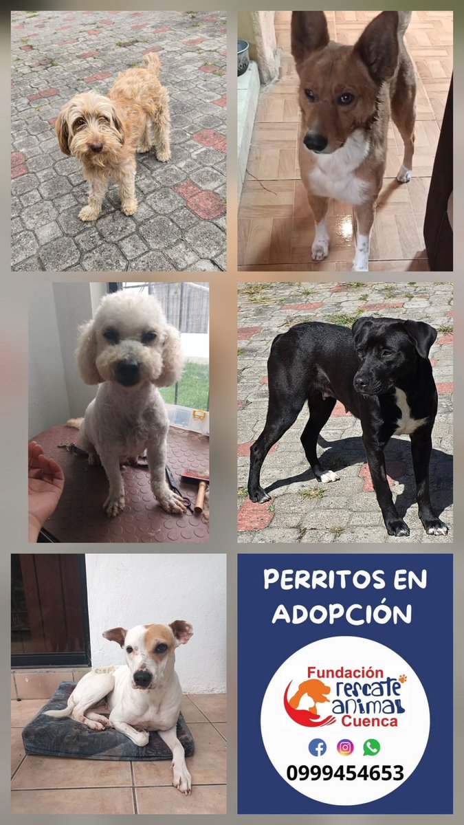 Fundación Rescate Animal Cuenca (@rescatecuenk) on Twitter photo 