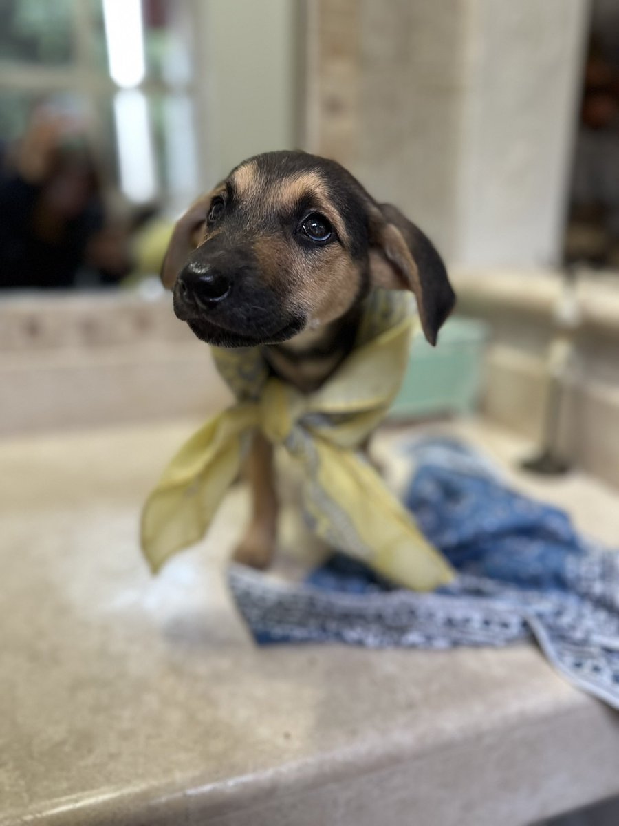 Ahí van, razones para adoptar a Gitana:

1. Es muy curiosa. Le gusta dormir de panza. Ha crecido con sus hermanxs y 🐶 grandes asi que tiene muy buena personalidad

2. Su color es precioso, pero a la gente por alguna razon no suele gustarle. Eso hace que tenga menos chances 💔