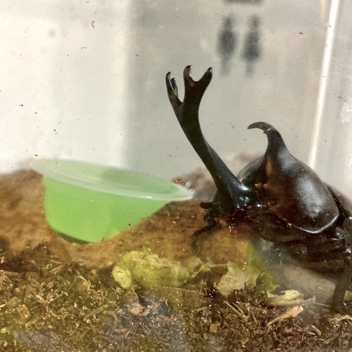 甥のカブトムシ
いっぱいゼリー食べててかわいい。
（写真はおかわりのゼリー）