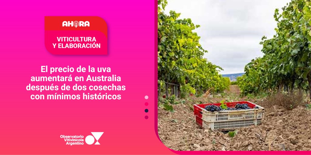 🔴 AHORA⎥ VITICULTURA Y ELABORACIÓN
El precio de la uva aumentará en Australia después de dos cosechas con mínimos históricos
observatoriova.com/ahora/el-preci…
Conocé todas nuestras alertas en 👉🏼 observatoriova.com/ahora/ #AhoraOVA #ViticulturayElavoración