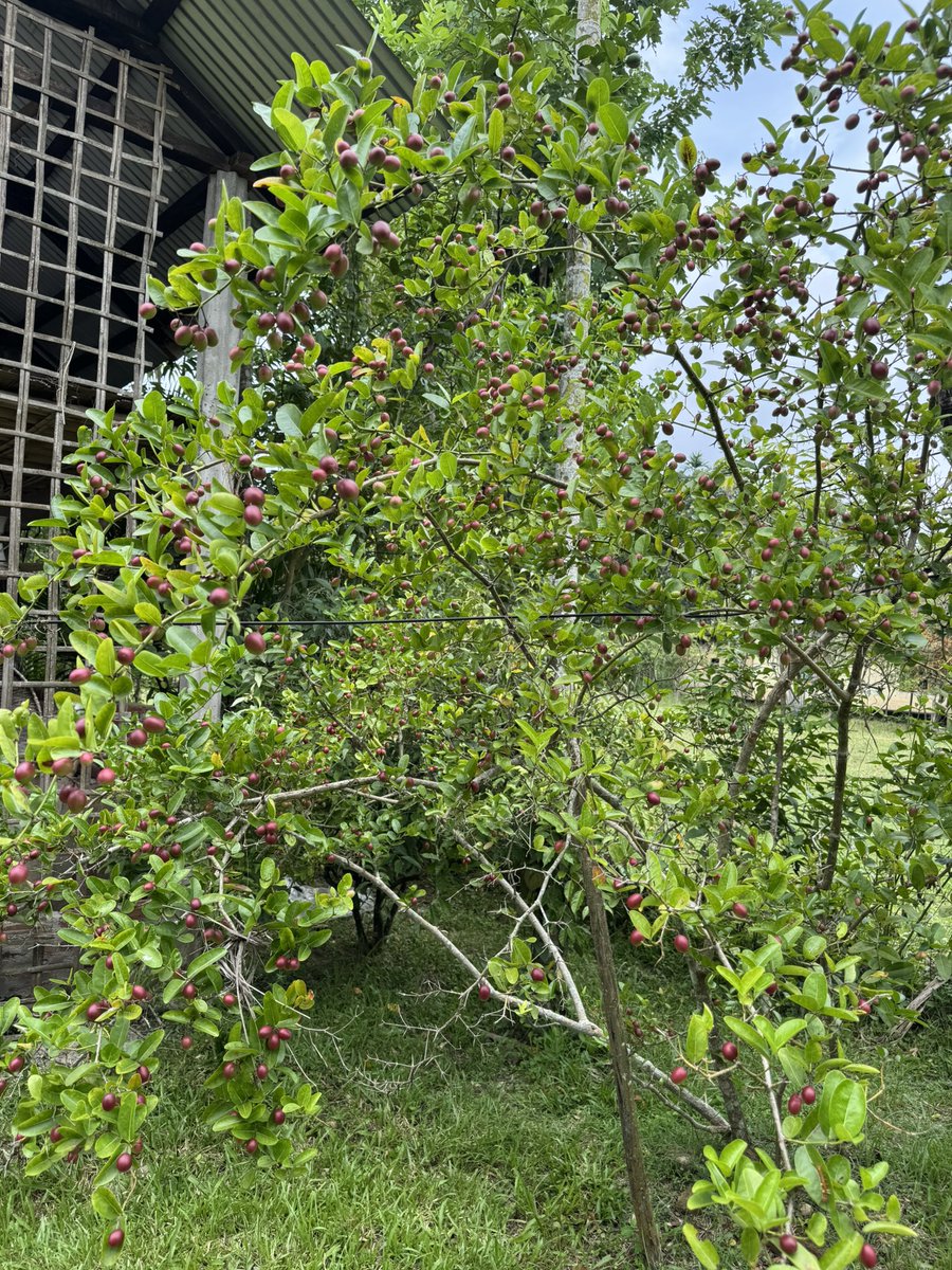 Mrinal Saikia tweet media