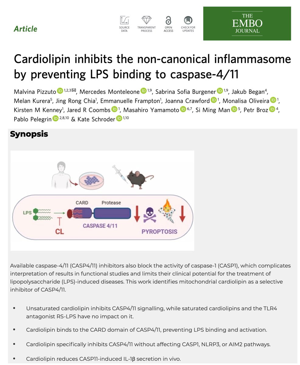 Si Ming Man (@simingman1) on Twitter photo 🔬Beautiful work done by Dr. Malvina Pizzuto <a href="/MalvinaPiz/">Malvina Pizzuto</a> and team <a href="/inflammasomelab/">Inflammasome Lab</a> showing that #cardiolipin binds to and inhibits #caspase-4 and #caspase-11. I’m delighted to be part of this #collaboration. 😊
⭐⭐⭐Check it out here:
embopress.org/doi/full/10.10… 🔬Beautiful work done by Dr. Malvina Pizzuto <a href="/MalvinaPiz/">Malvina Pizzuto</a> and team <a href="/inflammasomelab/">Inflammasome Lab</a> showing that #cardiolipin binds to and inhibits #caspase-4 and #caspase-11. I’m delighted to be part of this #collaboration. 😊
⭐⭐⭐Check it out here:
embopress.org/doi/full/10.10…