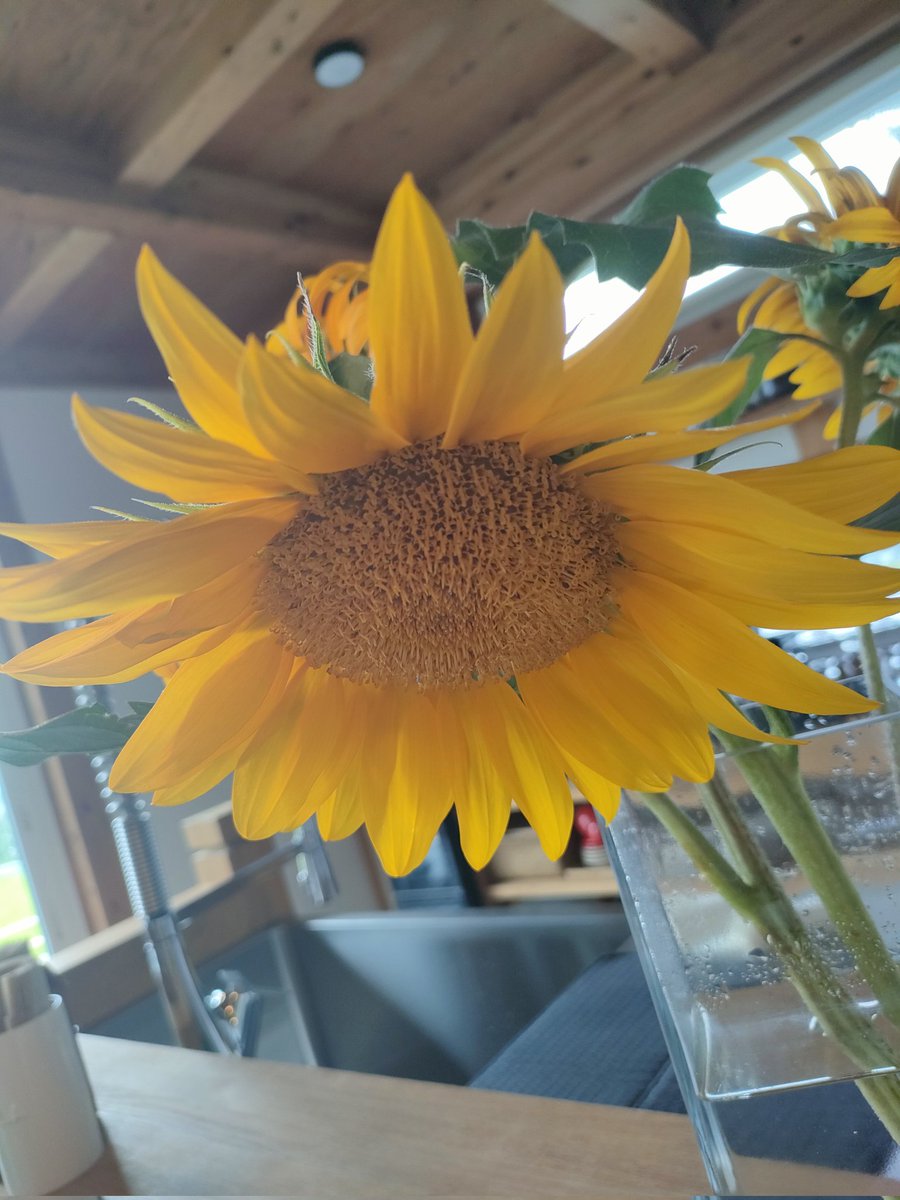 BondCafe_114's tweet photo. 外はまだ雨ですが店内は大きなひまわりが咲いています🌻
11時からオープンです https://t.co/GPyFabzCWo