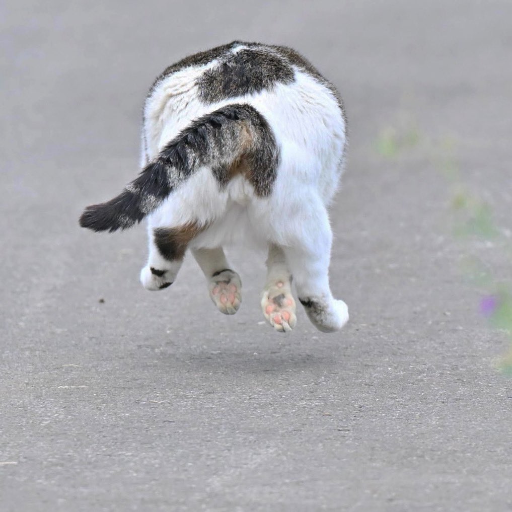 miho885610's tweet image. ケンジの本気
肉球ビュー

#ボス猫ケンジ