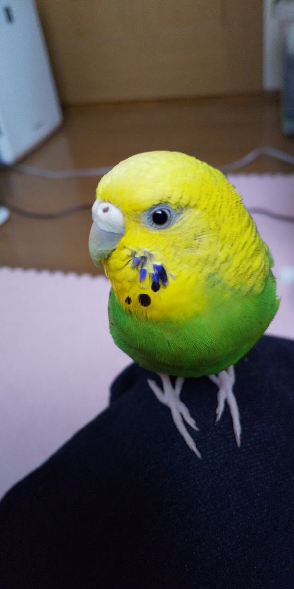 #あなたまたそんなかわいいかおして
若い時の顔です。😅