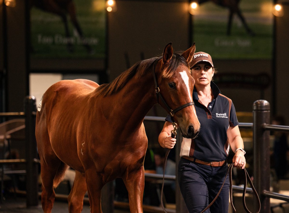 Arrowfield Stud (@arrowfieldstud) on Twitter photo One of the first Hitotsus to make an impact in the sale-ring fetched $140,000 at the Inglis Australian Weanling Sale. The colt ex Zhaojun was offered by <a href="/Davali_Tbs/">Alison Hush</a> for breeders Brett & Rachael Howard at <a href="/RBloodstock/">Randwick Bloodstock</a>, Willaroon Thoroughbreds' Sally Watkins and David & Kayleigh One of the first Hitotsus to make an impact in the sale-ring fetched $140,000 at the Inglis Australian Weanling Sale. The colt ex Zhaojun was offered by <a href="/Davali_Tbs/">Alison Hush</a> for breeders Brett & Rachael Howard at <a href="/RBloodstock/">Randwick Bloodstock</a>, Willaroon Thoroughbreds' Sally Watkins and David & Kayleigh
