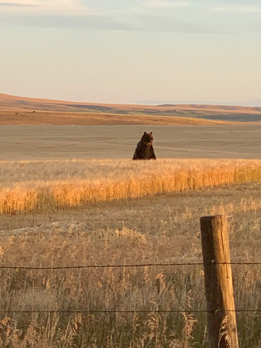 You want to be a #Canadian Agronomist? Can you out run a Grizzly Bear? photo credit to <a href="/voss_ag/">Adam Voss</a> <a href="/NutrienAgCda/">Nutrien Ag Solutions Canada</a> Coaldale, Alberta