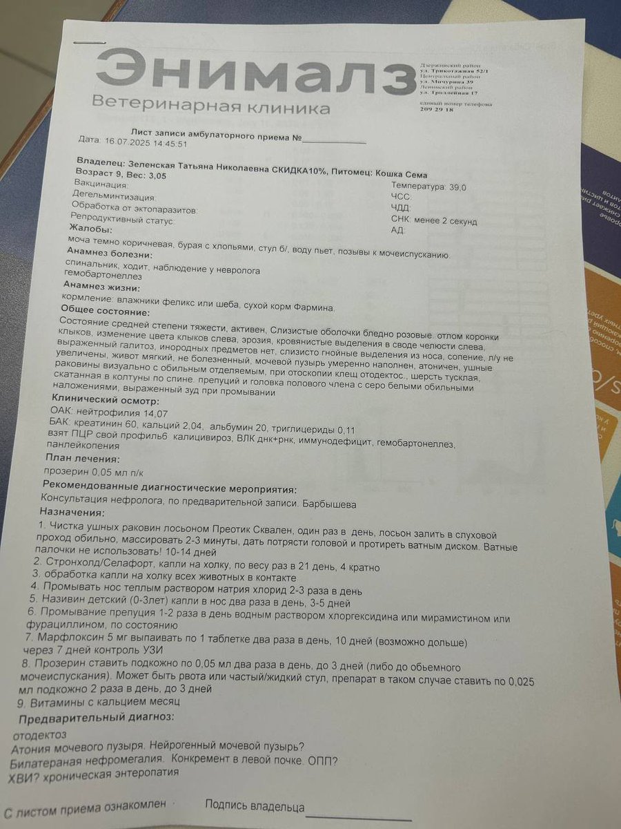СПАСИБО ЗА ПОМОЩЬ СЁМЕ!
5лет мы уже тянем этого котика, с тех пор как подобрали его умирающим возле кафешки на Сёминском перевале, думали вообще не выживет. Но лечение помогает котику жить, а больше всего он любит кушать, наверное,ест за всю его прошлую голодную жизнь ⤵️