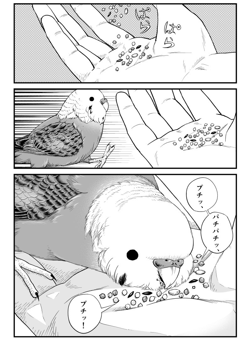 ﾌﾟﾁｯ ﾊﾟﾁﾊﾟﾁｯ…

本日発売のビッグコミック8月増刊号に『ニャーゴとピュロロロ』が２話掲載されております🐈✨🦜