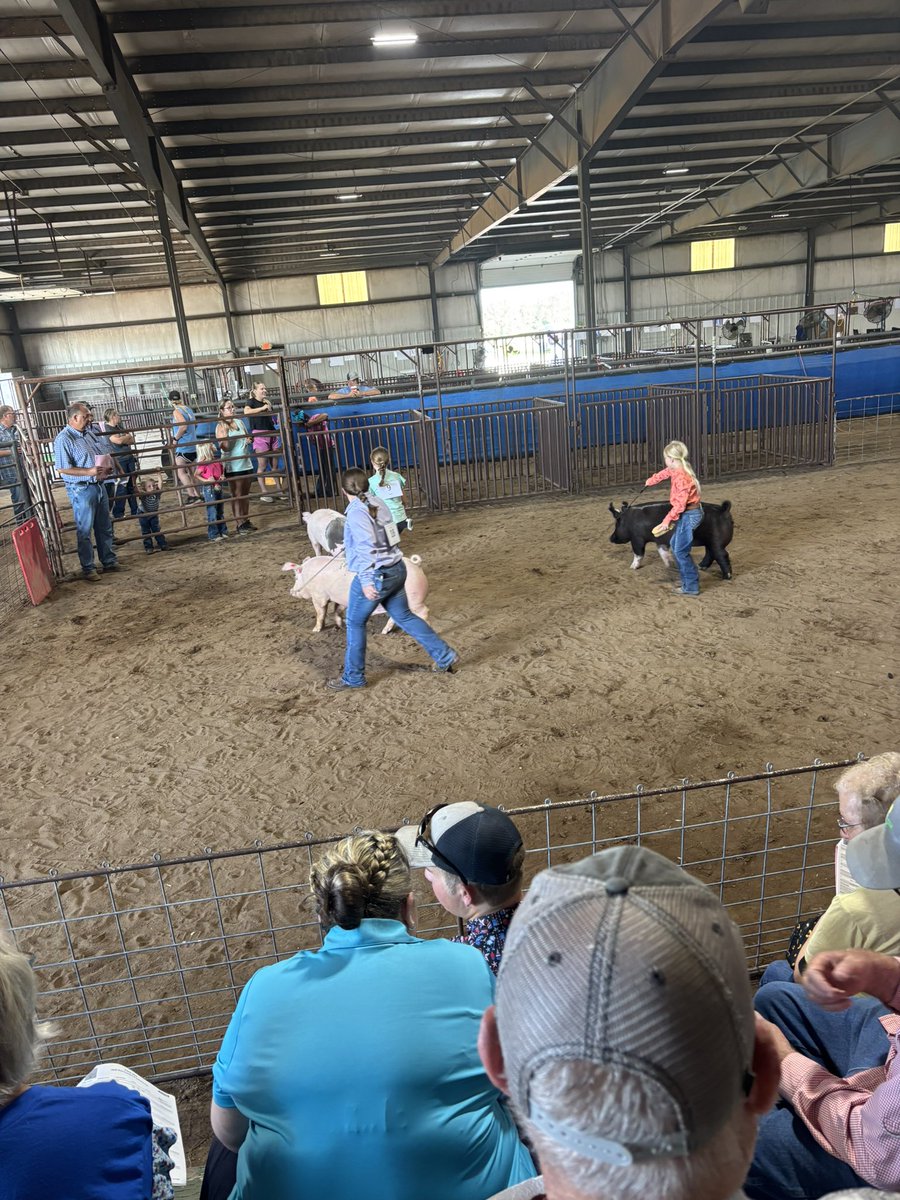 It was a fun week watching our kids from Little River show at the Rice County fair.   So many valuable lessons learned.   Well done.
