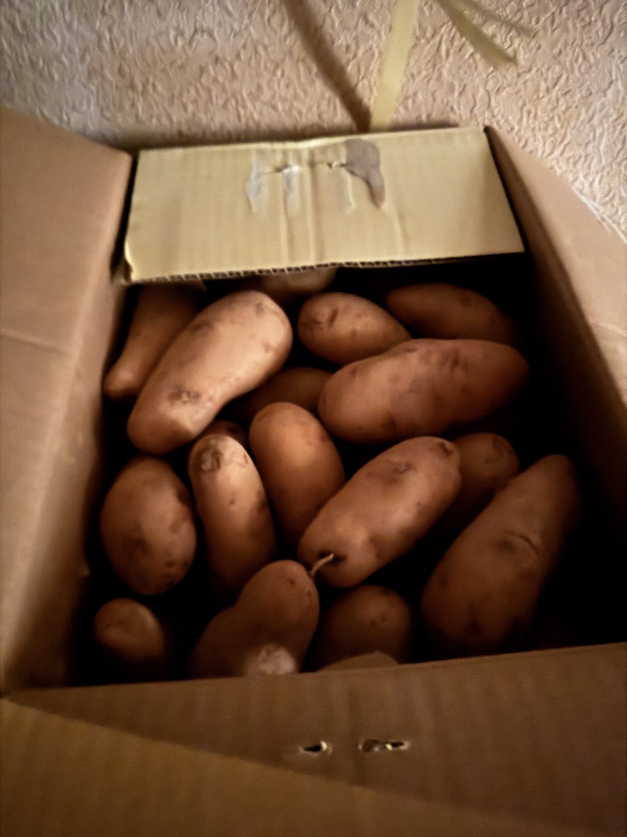 kudamogu's tweet photo. じゃがじゃがじゃがじゃが
10kg
締め切り7/20 23:59
1名🍟
リツイートとフォローです🥔 https://t.co/hu8UgvxN42