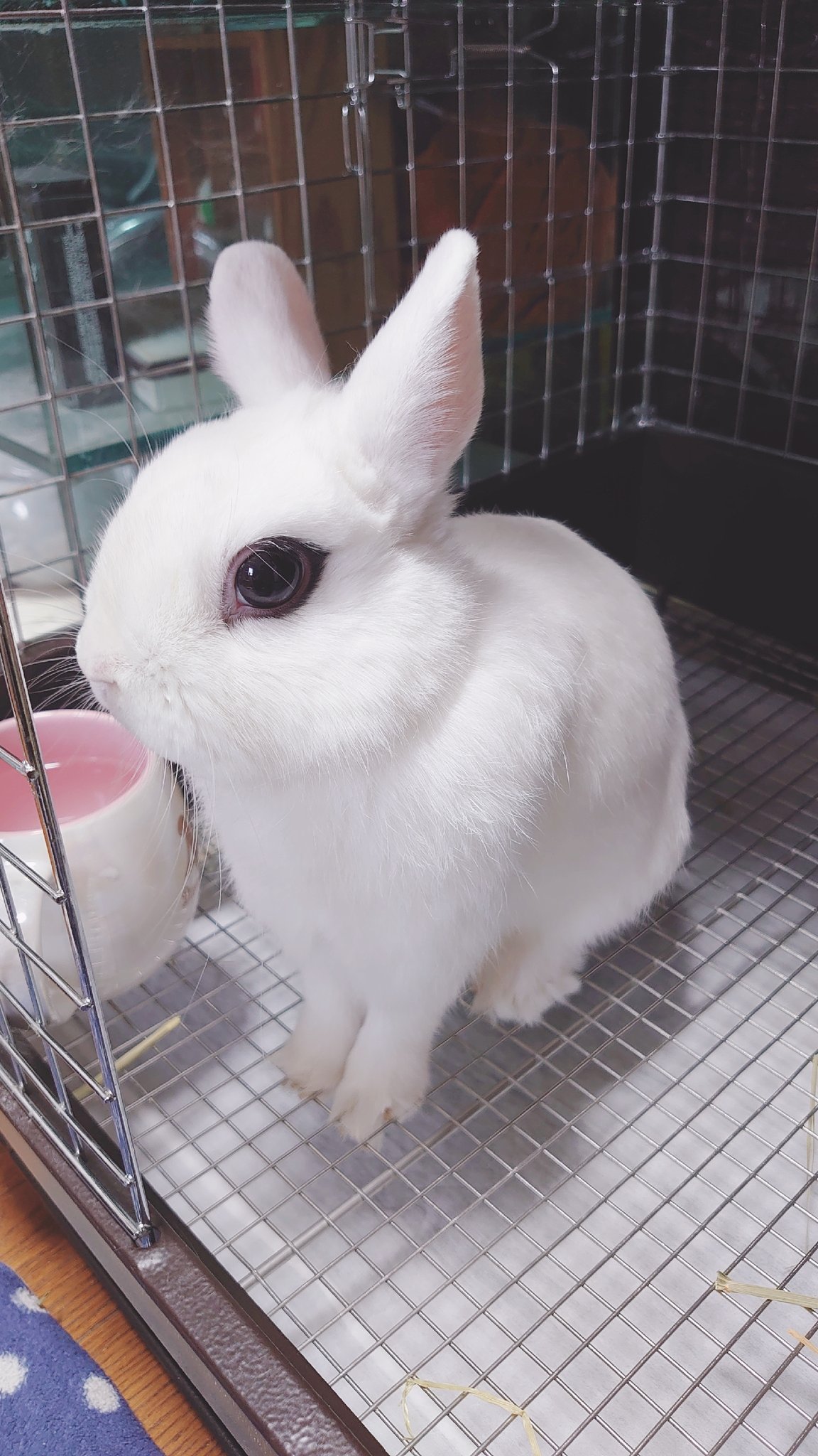 プロフ読んで下さい。うさぎ ☆BANNNE 170☆ 4582119993870_3.jpg