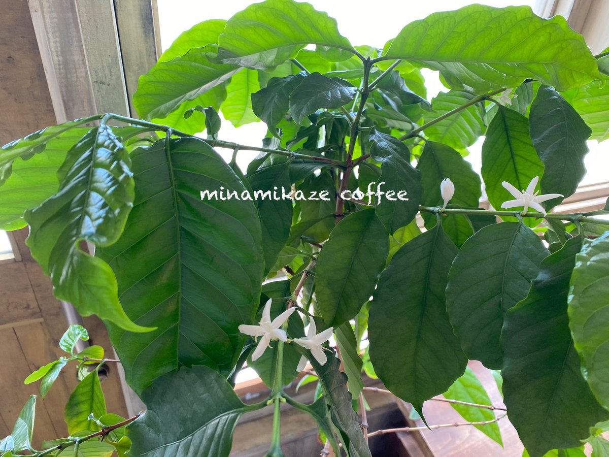 カフェ、オープンしています。
お待ちしています🤓
　
(コーヒーの木の
　　　　花が咲きました！)

☕ #南風COFFEE
       #南風コーヒー

～三浦海岸・海の見える喫茶店～