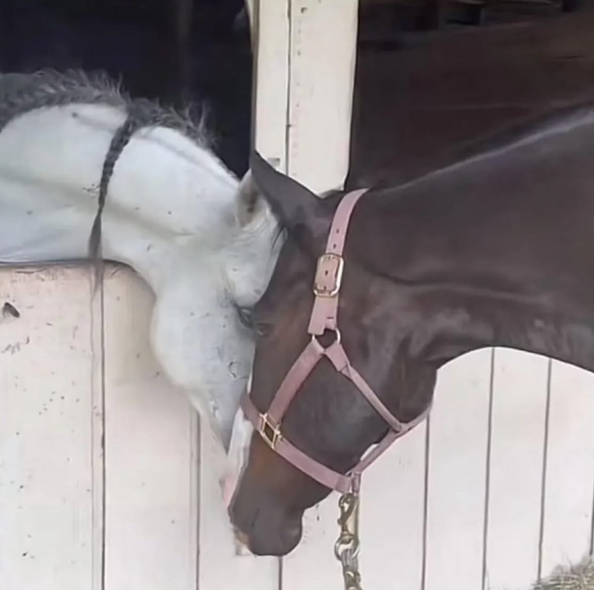 horses bonding very close and loving beautiful love stable relationship